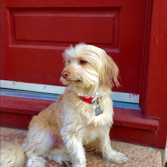 Meet your posher! - Picture 4 of 5